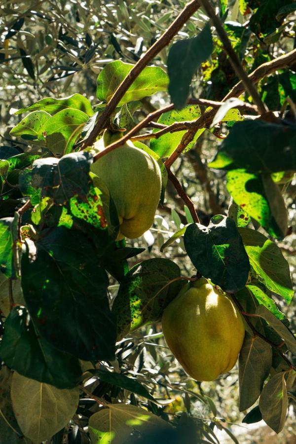 Casa Nova Agroturismo ريزندي المظهر الخارجي الصورة